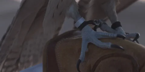 Close shot of a falcon bird. Stock Footage 46871328