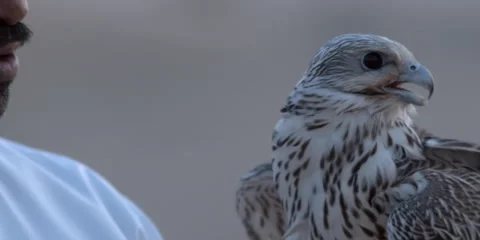 Close shot of a falcon bird. Stock Footage 46871341