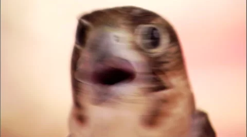Close shot of a falcon looking around. Video stock 46868814