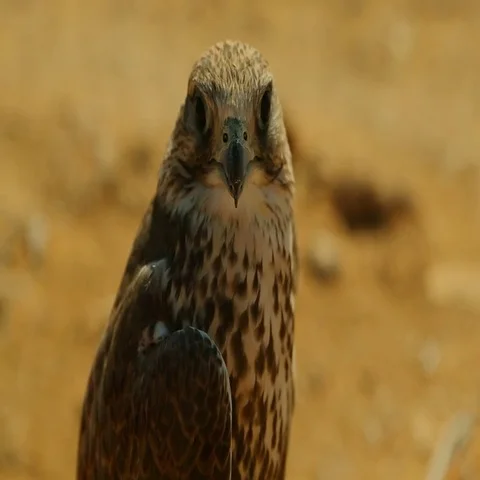 Close up shot of a falcon scratching. Stock Footage 69481476