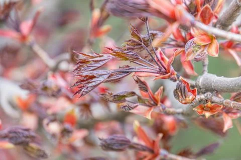 Close-up shot of a fall leaf cluster, vibrant autumn colors yellow, red, brow Stock Photos