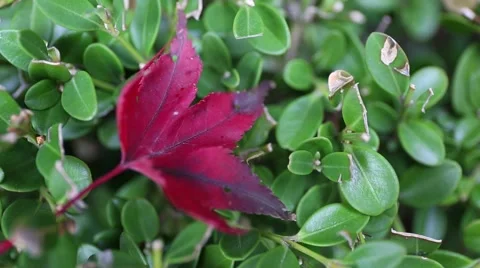Close up shot of fallen beautiful red maple leaf on green plant Stock Footage 43043483