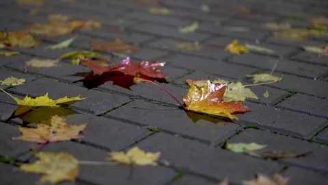 Close up shot of fallen red and brown maple leaves on gray sidewalk Vidéo 87316974