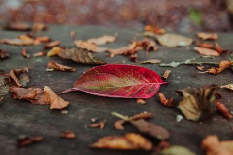 A close up shot of a fallen red leaf on a wooden table in a park in autumn Stock Photos