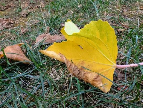 Close-up shot of a fallen yellow leaf lying on the ground in autumn. Stock Photos