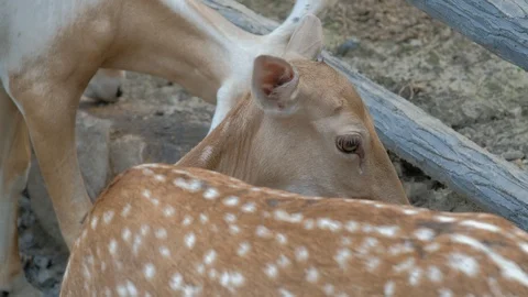 Close shot of the Fallow Deer head Stock Footage 113922638