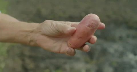 Close-up shot of a farmer assessing a large red potato, checking its condition Stock Footage 303464322