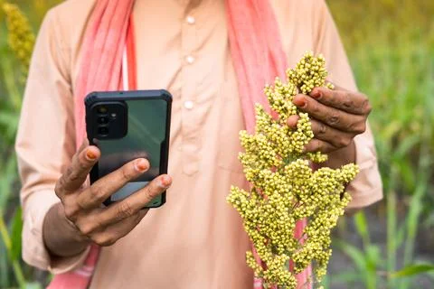 Close up shot of farmer checking crop or pests details using using mobile phone Stock Photos