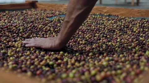 Close Up Shot of Farmer Hand Spreading Raw Coffee Cherries for Drying Process Stock Footage 342592359