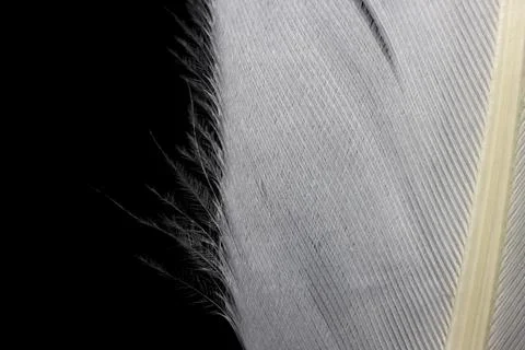 Close up shot of feather on black background Stock Photos
