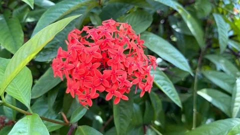 This close up shot features a stunning cluster of bright red ixora flowers wi Фото
