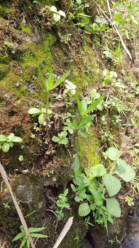 A close up shot featuring fresh vegetation along the banks of a small river Stock Footage 337646246