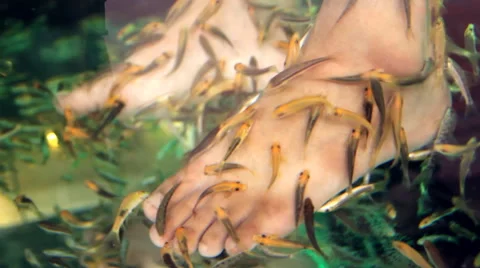 Close-up shot feet in aquarium with fish. Spa pedicure and treatment Stock Footage 65249152