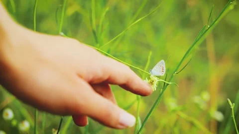 Close-up shot female hand touching flower with butterfly. Beautiful fingers Stock Footage 310629472