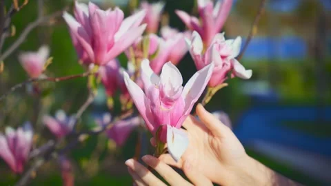 Close-up shot female hands hugging gently touching pink magnolia flower. Woman Stock Footage 311805568