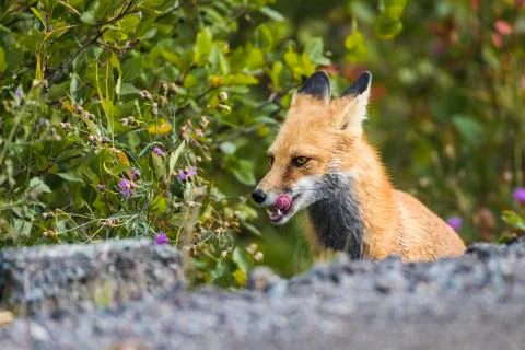 Close up shot of a female red fox with tongue out ear behind 写真素材
