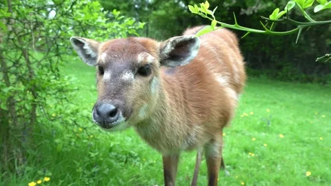 Close up shot of a female sitatunga or marshbuck Stock Footage 191514005
