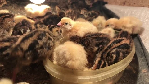 Close shot of few days old quails Stock Footage 81839964