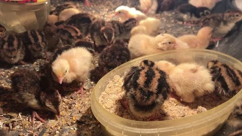 Close shot of few days old quails Stock Footage 81839967
