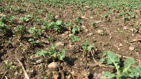 Close-up shot of the field Stock Footage 152581082