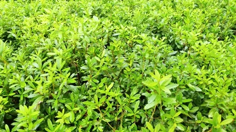A close-up shot of a field of unknown grass spreading out in the bush2 Stock Footage 145710878