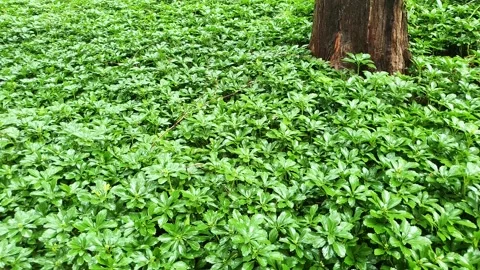 A close-up shot of a field of unknown grass spreading out in the bush Stock Footage 145710897