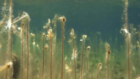 Close-up shot of filamentous algae growing over water lobelia stems Stock Footage 121442732
