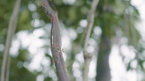 Close up shot of fire ants crawling on tree branch to collect leaves for shelter Stock Footage 263807003