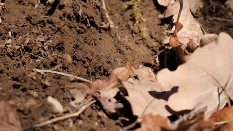Close up shot of a fire bug trying to crawl up a dirty heap but falling Stock Footage 103241133