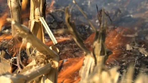 Close up shot of fire in the filed Stock Footage 118601178