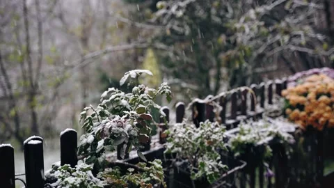 Close-up shot of the first snow falls on the flowers Video stock 293785723