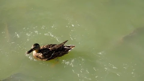 Close-up shot of fish and duck eating bread in the pond. Slow motion. HD Stock Footage 124299183