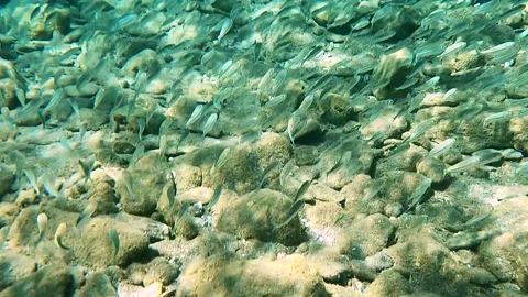 Close-up shot of a fish swimming in blue water over a tropical coral reef Video stock 169906653