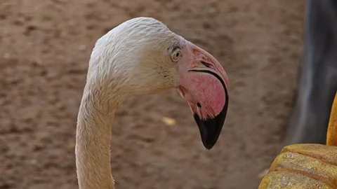 A close up shot of flamingo. Stock Footage 306760388