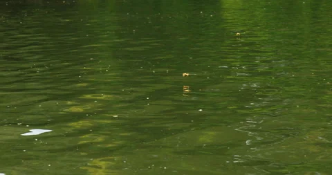 Close up shot of flight of long-tailed mayfly above Tisza river in Serbia Stock Footage 263059572