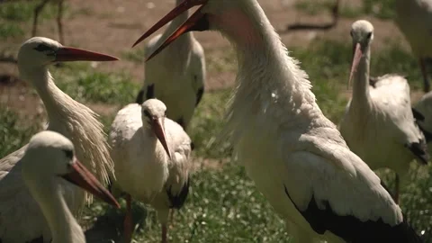 Close-up shot of a flock of storks in a zoo Stock Footage 315704273