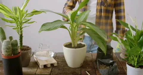 Close-up shot of a florist's work table tending to his indoor flowers. Man with Stock Footage 245717789