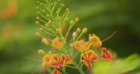 Close up shot of flower Stock Footage 158235309