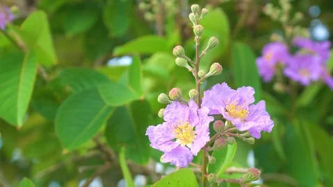 Close up shot. flower in nature. Stock Footage 112633883