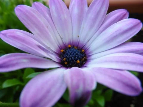 Close-up shot of a flower Stock Photos