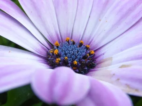 Close-up shot of a flower 스톡 사진