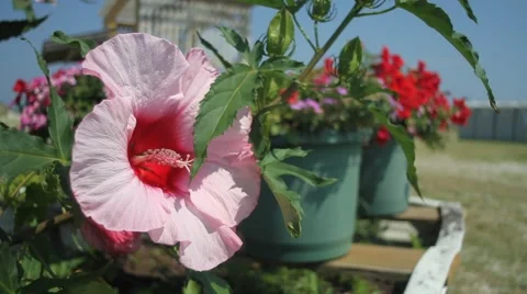 Close-Up Shot of Flowers Stock-Footage 47463383