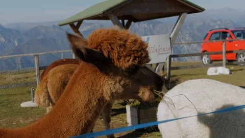 A close up shot of fluffy brown colored Alpaca feeding on grass at mount Baldo Stock Footage 119366266