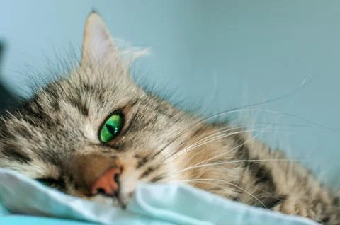 Close shot of fluffy cat lying on bed Foto stock