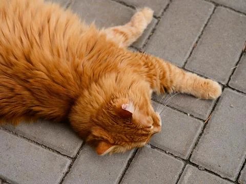 A close-up shot of a fluffy ginger cat resting on grey paving stone tiles. Foto stock