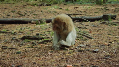 Close up shot of a fluffy monkey scratching itself Stock Footage 310754916