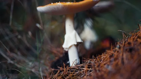 A close-up shot of the fly agaric mushroom on the forest floor. Decaying Stock Footage 198324599