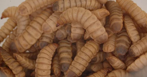 Maggots Wriggling Stock Video Footage