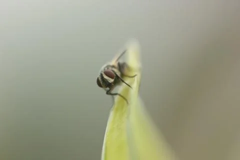 Close up shot of the fly Stock Photos