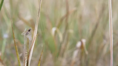 Close up shot of flying ant flying away from strand of grass in field Stock Footage 172150904